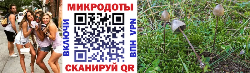 Галлюциногенные грибы Psilocybe  где купить   Малоярославец 